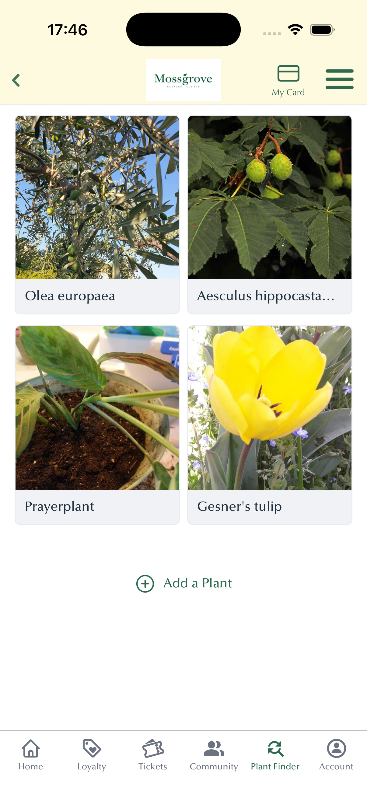 My Plants